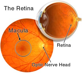 Retinal Image
