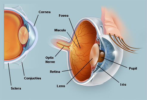 Slit Lamp Eye